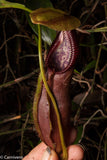 Nepenthes singalana Tujuh