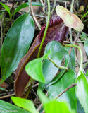 Nepenthes singalana Tujuh