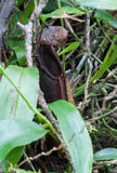 Nepenthes singalana Tujuh