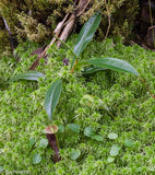 Nepenthes singalana Tujuh