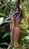 Nepenthes singalana Tujuh