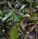 Nepenthes singalana Tujuh