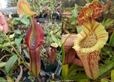 Nepenthes singalana variegated x [(lowii x veitchii) x boschiana]-white, CAR-0060