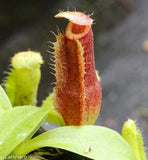 Nepenthes singalana variegated x [(lowii x veitchii) x boschiana]-white, CAR-0060