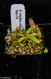 Nepenthes singalana variegated x flava, CAR-0143