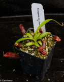 Nepenthes singalana variegated x flava, CAR-0143