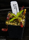 Nepenthes singalana variegated x flava, CAR-0143