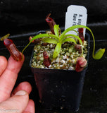 Nepenthes singalana variegated x flava, CAR-0143