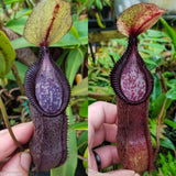 Nepenthes singalana variegated x hamata, CAR-0138