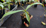 Nepenthes singalana x mirabilis var. globosa, BE-3867