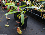 Nepenthes singalana x mirabilis var. globosa, BE-3867