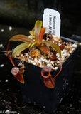 Nepenthes singalana x tenuis