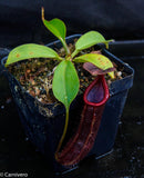 Nepenthes singalana x truncata(c), CAR-0127