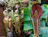 Nepenthes smilesii x maxima, CAR-0114