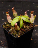 Nepenthes smilesii x bokorensis, CAR-0142, pitcher plant, carnivorous plant, collectors plant, large pitchers, rare plants