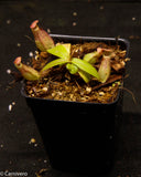 Nepenthes smilesii x bokorensis, CAR-0142