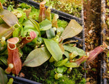 Nepenthes smilesii x maxima, CAR-0114