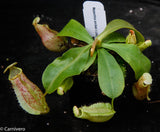 Nepenthes smilesii x platychila, CAR-0115