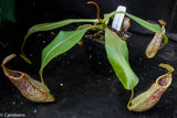 Nepenthes smilesii x platychila, CAR-0115