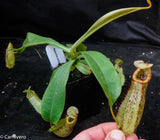 Nepenthes smilesii x platychila, CAR-0115