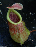 Nepenthes smilesii x sibuyanensis, CAR-0010