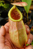 Nepenthes smilesii x sibuyanensis, CAR-0010