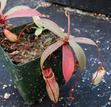 Nepenthes smilesii x sibuyanensis, CAR-0010