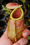 Nepenthes smilesii x sibuyanensis, CAR-0010