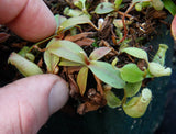 Nepenthes smilesii x sibuyanensis, CAR-0010