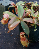 Nepenthes smilesii x sibuyanensis, CAR-0010