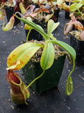 Nepenthes spathulata, BE-3175