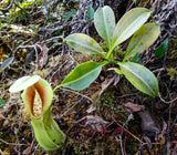 Nepenthes spathulata, Gunung Tanggamus, CAR-0007