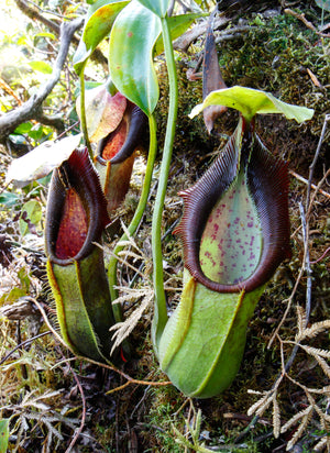 Nepenthes spathulata, Gunung Tanggamus, CAR-0007