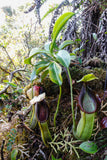 Nepenthes spathulata, BE-3175