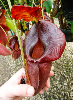 Nepenthes spathulata x jacquelineae