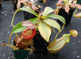 Nepenthes spathulata x spectabilis, BE-3314