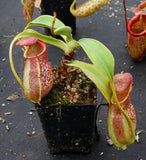 Nepenthes spathulata x spectabilis, BE-3314