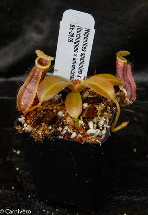 Nepenthes spathulata x (burbidgeae x edwardsiana)