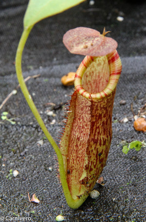 Nepenthes spathulata x (lowii x tentaculata) BE-3732