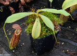 Nepenthes spathulata x (lowii x tentaculata) BE-3732