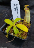 Nepenthes spathulata x campanulata BE-3796