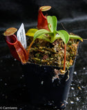 Nepenthes spathulata x diabolica, BE-3983