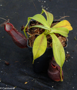 Nepenthes spathulata x gymnamphora