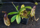 Nepenthes spathulata x hamata, BE-3793