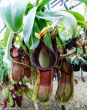 Nepenthes spathulata x hamata, BE-3712