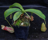 Nepenthes spathulata x merrilliana, BE-3949