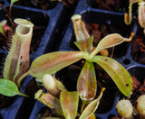 Nepenthes spathulata x platychila, BE-3945