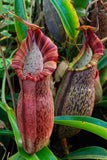 Nepenthes spathulata x spectabilis, BE-3314