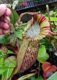 Nepenthes spathulata x spectabilis, BE-3314