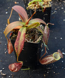 Nepenthes spectabilis, BE-3322